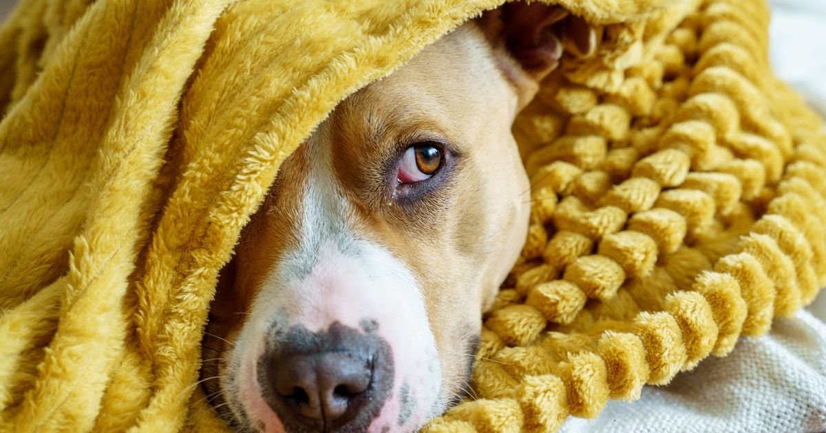 Woman Divorces Husband for Locking Dogs Outside, Calls It Rude